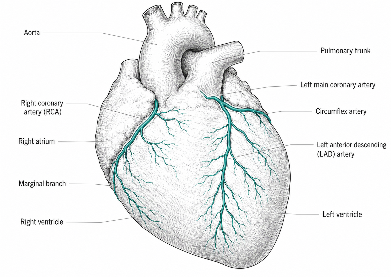 The coronary arteries labelled: the left main stem dividing into the left anterior descending and circumflex arteries, and the right coronary artery