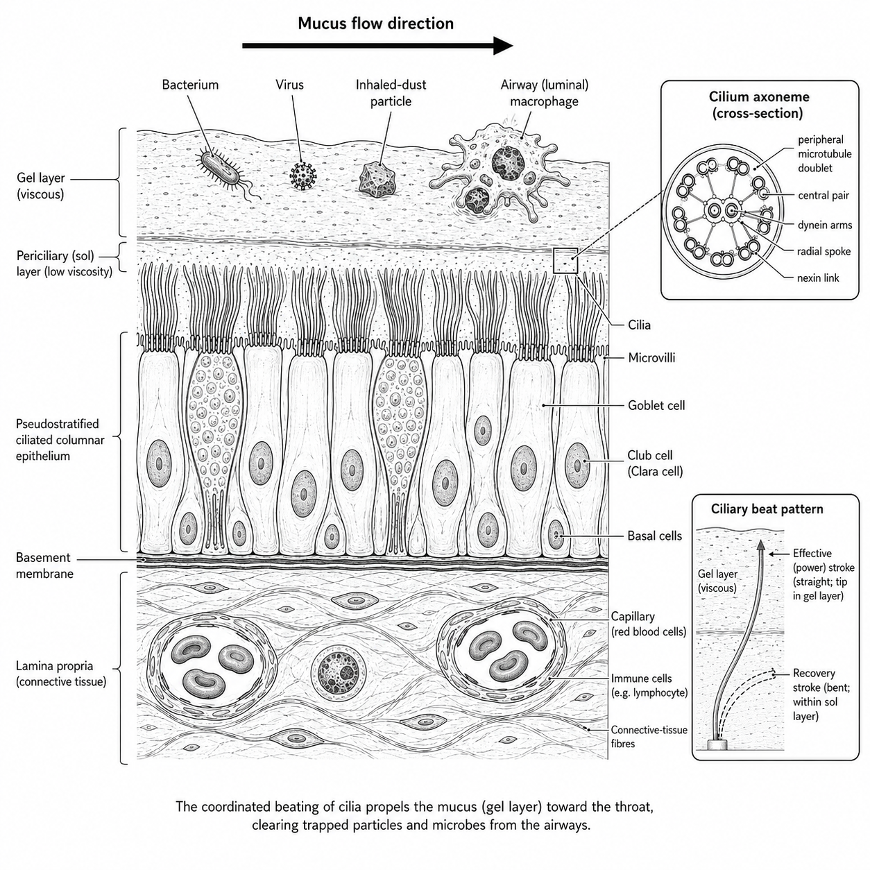 Cross-section of the airway showing the gel and periciliary sol layers, ciliated columnar epithelium with goblet and club cells, and insets of the cilium axoneme and ciliary beat pattern.