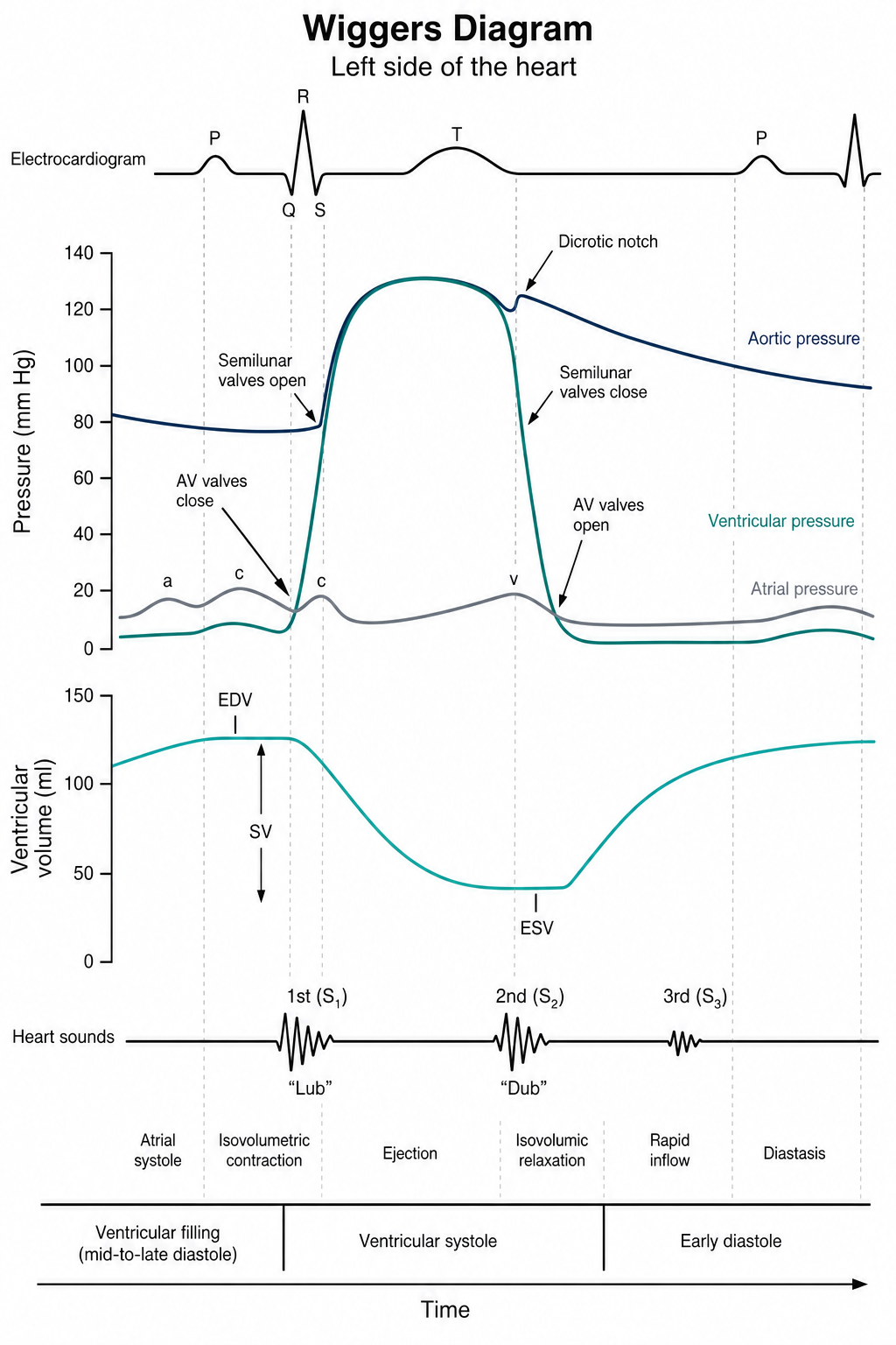 The Wiggers diagram for the left side of the heart, with five stacked panels sharing one time axis. Top, an electrocardiogram showing P, Q, R, S and T waves. Second, pressure in millimetres of mercury, plotting aortic, ventricular and atrial pressure, marking the points at which the atrioventricular valves close, the semilunar valves open, the semilunar valves close with the dicrotic notch, and the atrioventricular valves open, together with the atrial a, c and v waves. Third, ventricular volume in millilitres, marking end-diastolic volume, stroke volume and end-systolic volume. Fourth, heart sounds, showing the first sound lub, the second sound dub, and a third sound. Fifth, the phases of the cardiac cycle: atrial systole, isovolumetric contraction, ejection, isovolumic relaxation, rapid inflow and diastasis, grouped as ventricular filling, ventricular systole and early diastole.